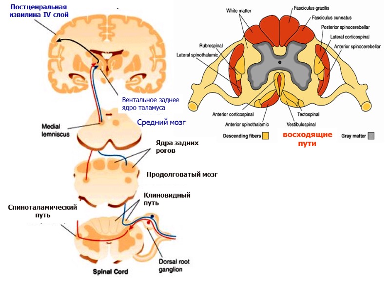 Спиноталамический путь Клиновидный путь Продолговатый мозг Постценральная извилина IV слой Вентальное заднее ядро таламуса